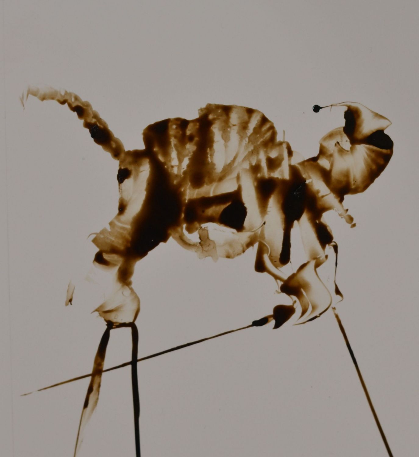 Echassier sauvage